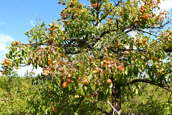 Дерево лесной груши, усыпанное спелыми плодами в конце июля месяца