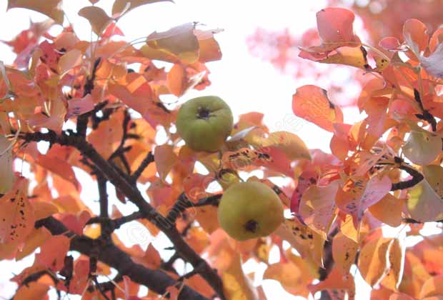Осенняя груша среди красных листьев