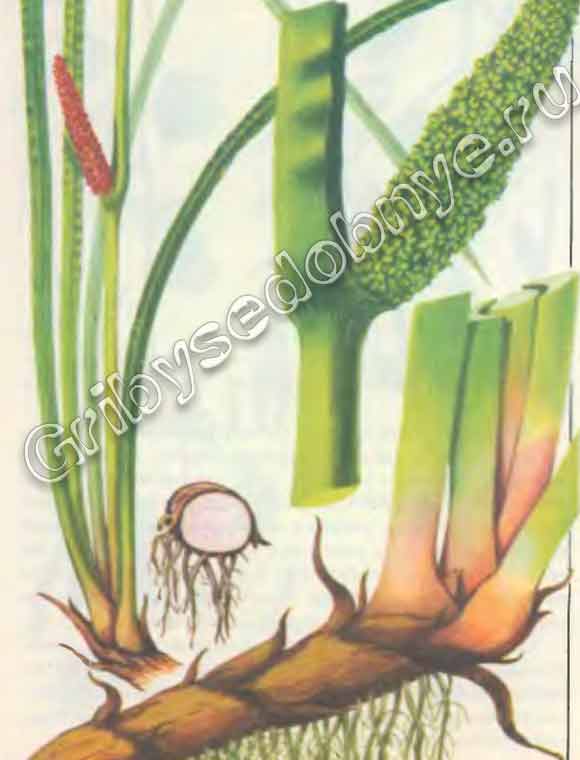 Растение Аир описание с картинками