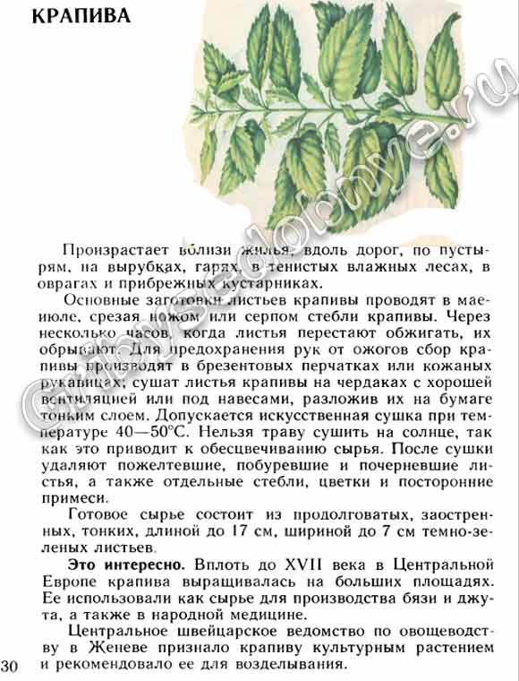 Описание в картинках растения крапивы, лекарственного сырья которое из крапивы получают, как и когда собирать, заготавливать, хранить