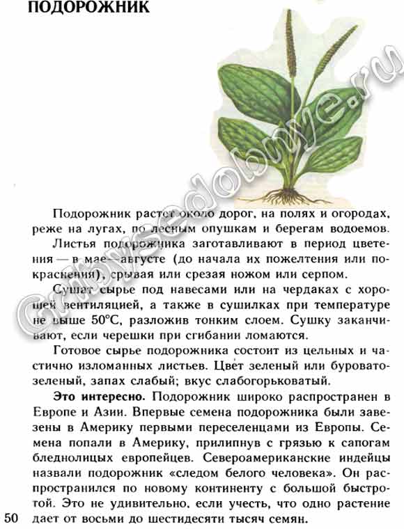 Описание в картинках растения подорожника, как заготавливать подорожник, как использовать