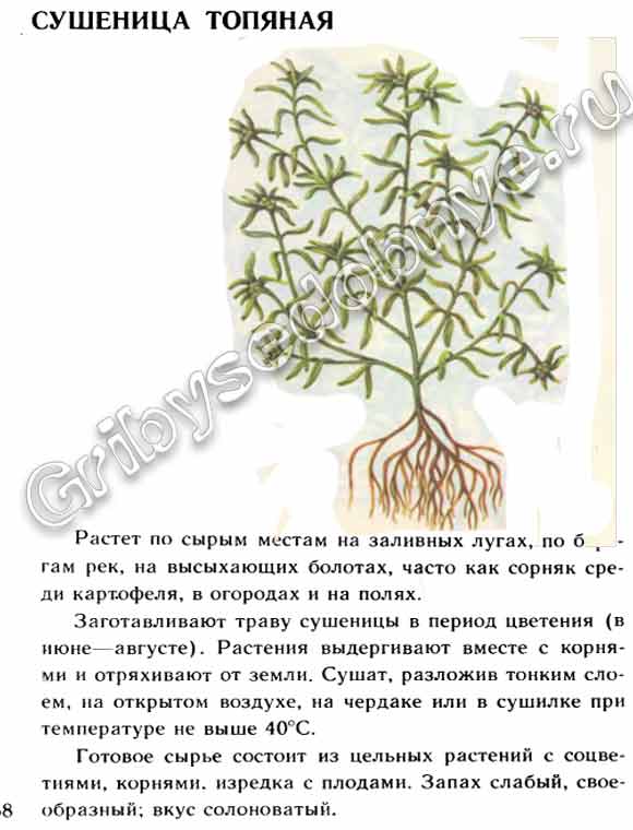 Лекарственное растение сушеница топяная описание в картинках