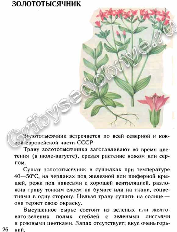 Лекарственное растение золототысячелистник описание в картинках