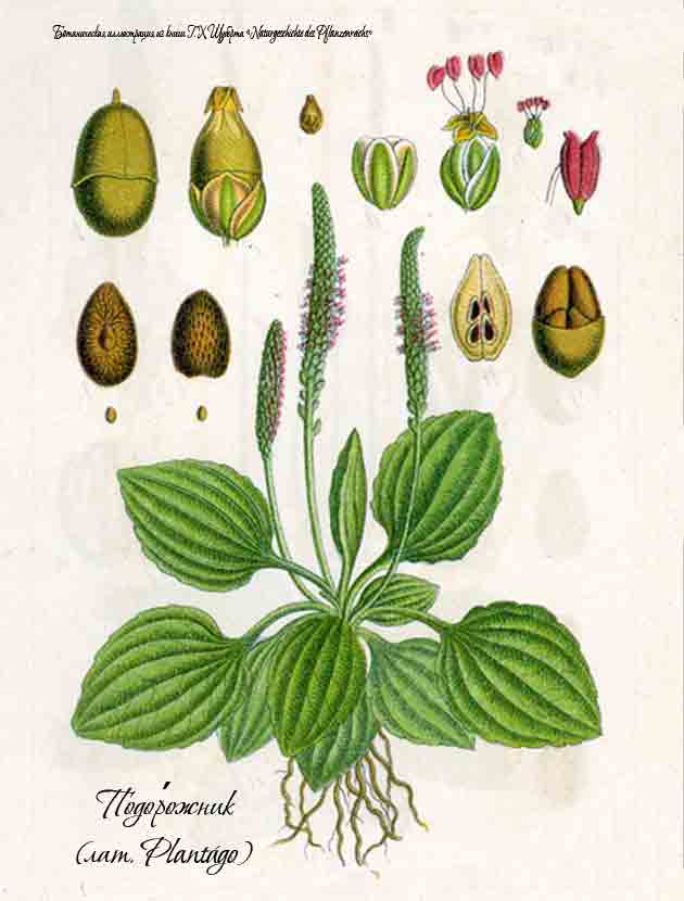 Ботаническая иллюстрация подорожника 