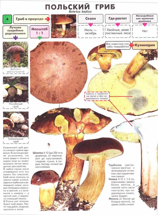 Описание польского гриба с фото и картинками