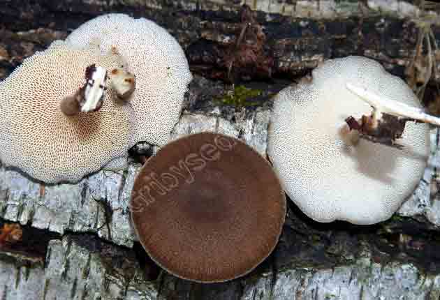 Летипорус (Laetiporus) — небольшой род грибов семейства Летипорусовые (Laetiporaceae)