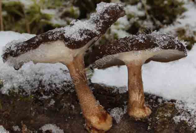 На фотографии изображены трутовики в зимний период времени. Шляпка грибов покрылась тонким налётом из снега и льда.