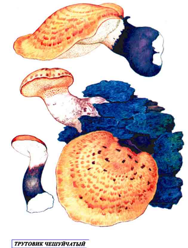 Картинка из грибного справочника с изображением трутовика чешуйчатого