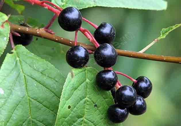 Черные блестящие плоды ягоды-костянки