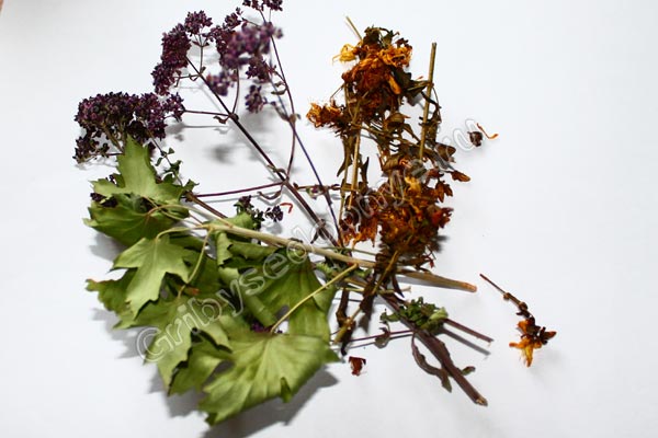 Рецепт приготовления чёрного чая со зверобоем, душицей, листьями чёрной смородины фото