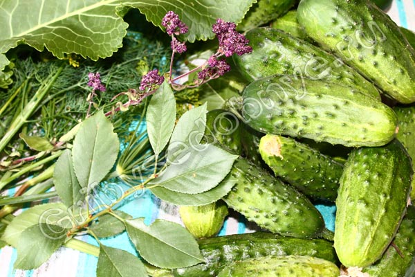 Ингредиенты для заготовки огурцов на зиму с душицей и листьями вишни