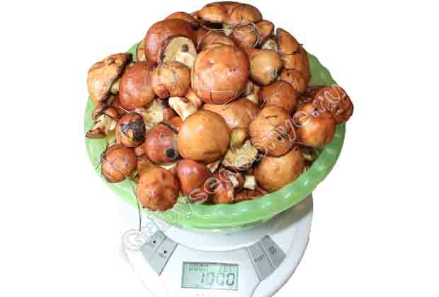 На фото один килограмм (1000 гр.) грибов маслят свежих, предназначенных для маринования на зиму. 