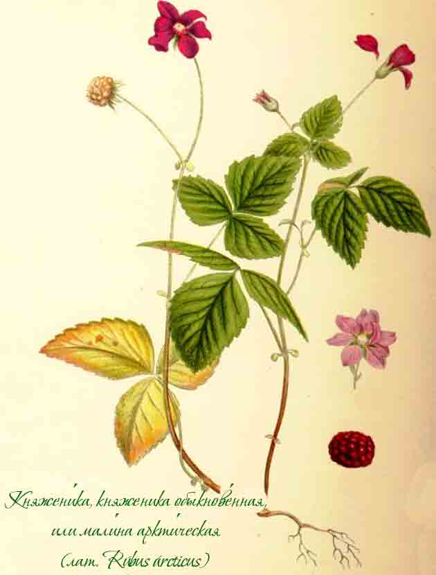 Ботаническое изображение княженики обыкновенной