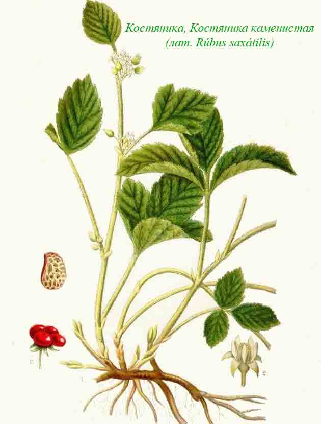 Ботаническое описание костяники