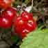 Костяника каменистая (Rubus saxatilis)
