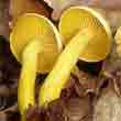 Рядовка серно-жёлтая (Tricholoma sulphureum)