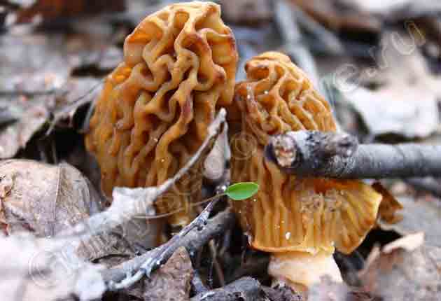 два весенних грибочка с первой зеленью