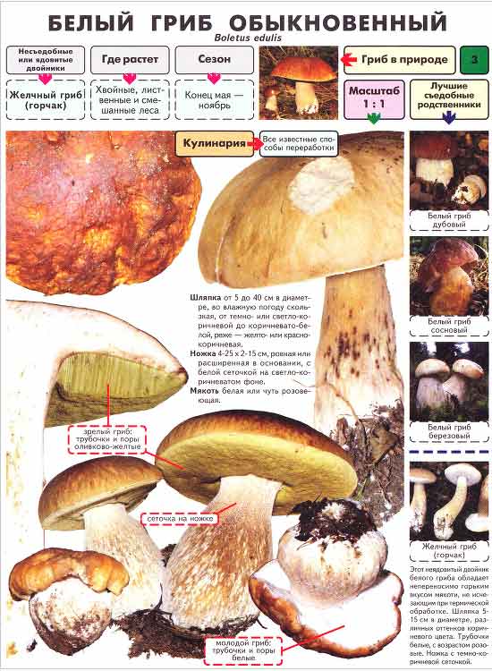 белый гриб классический обыкновенный
