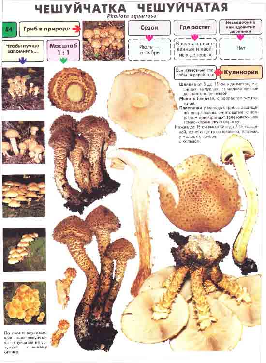гриб чешуйчатка чешуйчатая в природе описание