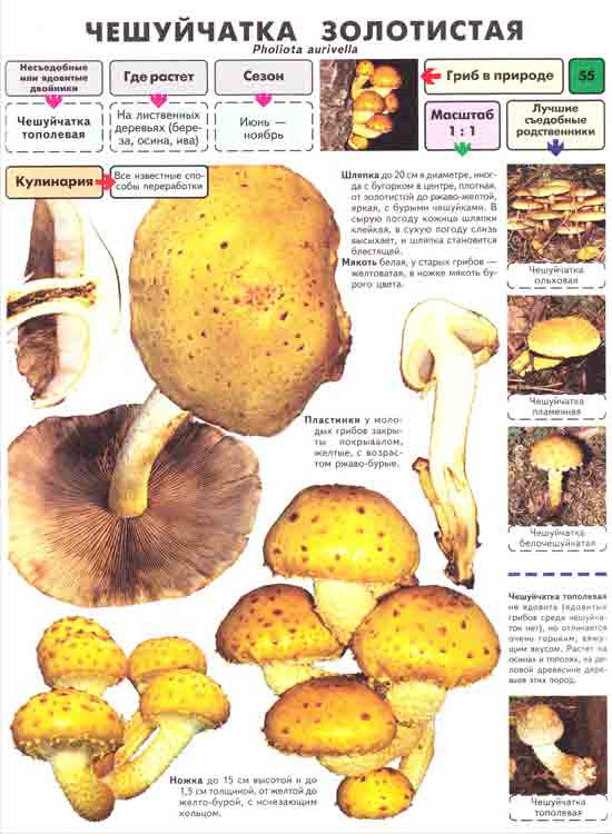 гриб чешуйчатка золотистая в природе описание