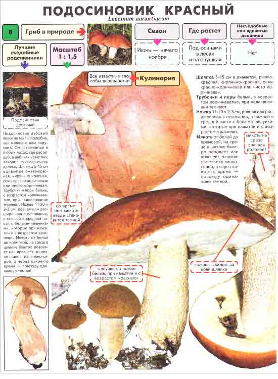 Как приготовить Жареные грибы подосиновики на сковороде с луком просто рецепт пошаговый