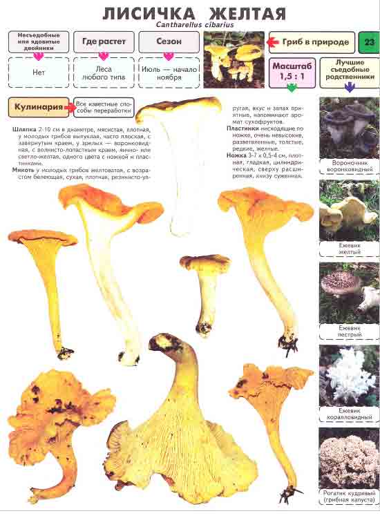 грибы лисички описание