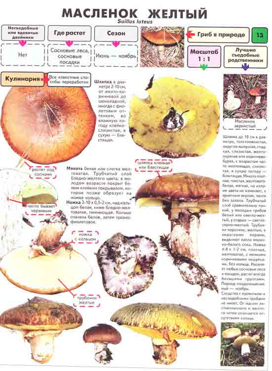гриб маслёнок жёлтый