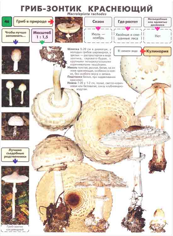 гриб-зонтик краснеющий описание фото,картинки