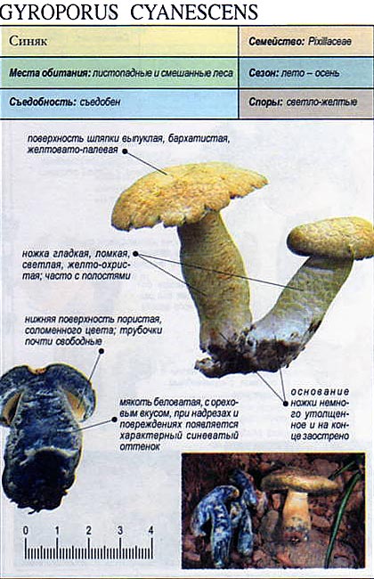 Описание гриба синяка с фото