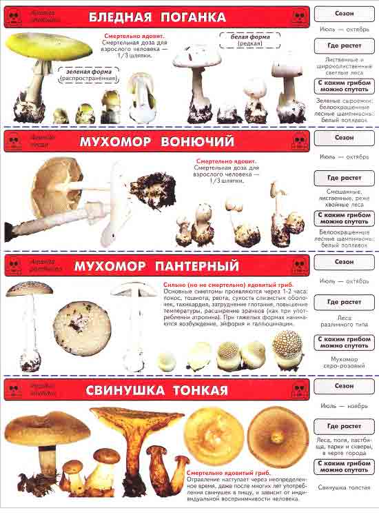 Наиболее коварные ядовитые грибы в России фотографии с описанием