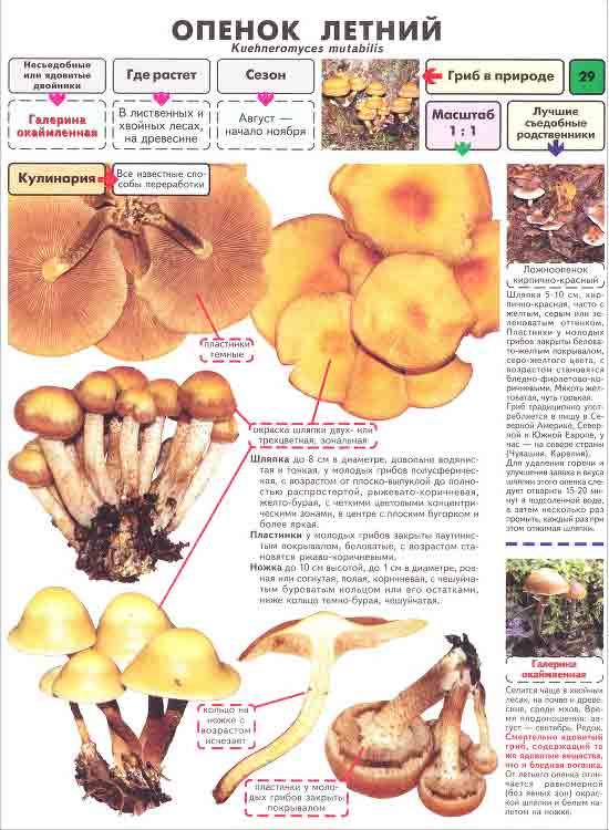 Опёнок летний / Съедобные грибы, ягоды, травы