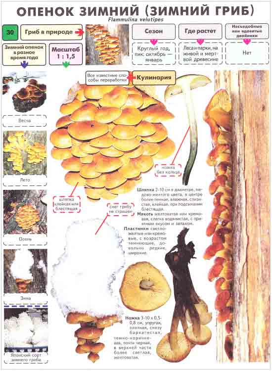 Опята зимние или зимние грибы, когда и где растут, фото с описанием