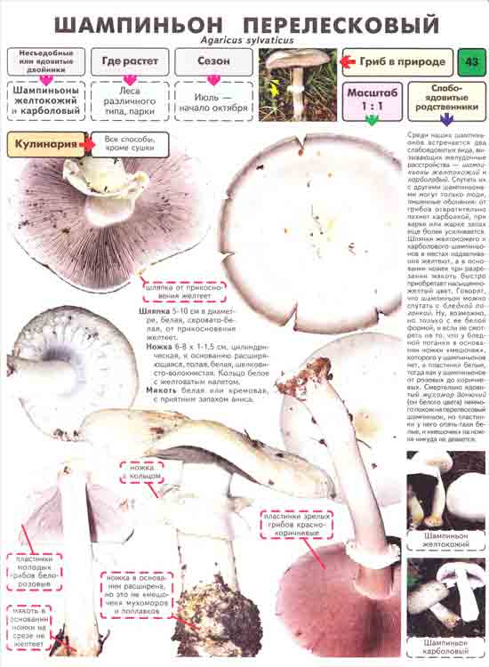 Шампинон перелесковый где растёт когда собирать на какой гриб похож