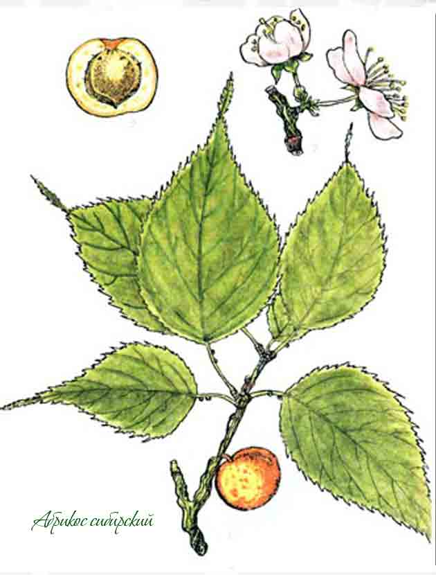 Картинка с изображением абрикоса сибирского