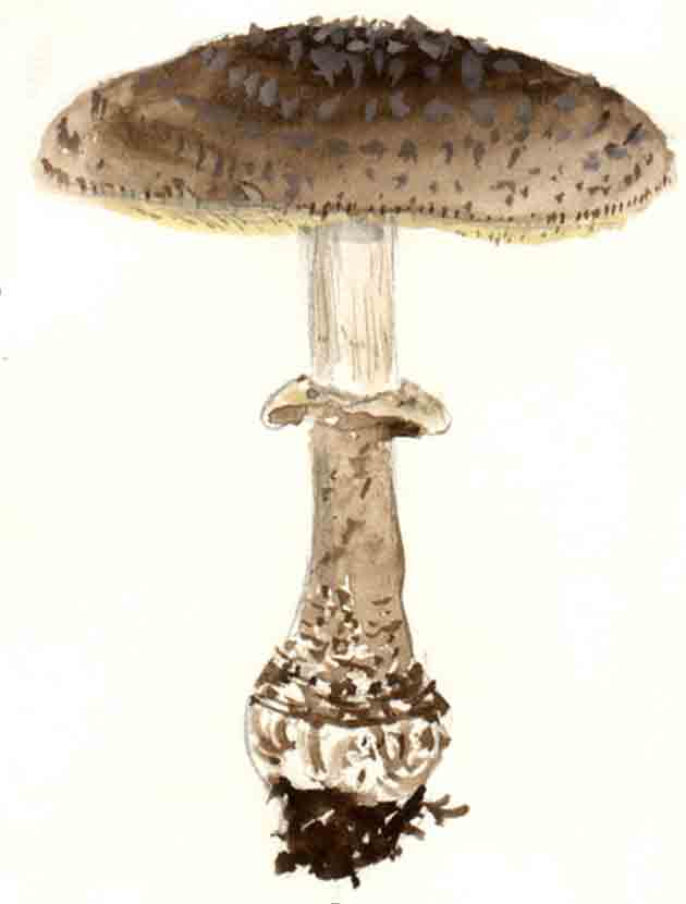 Картинка с нарисованным изображением мухомора порфирового
