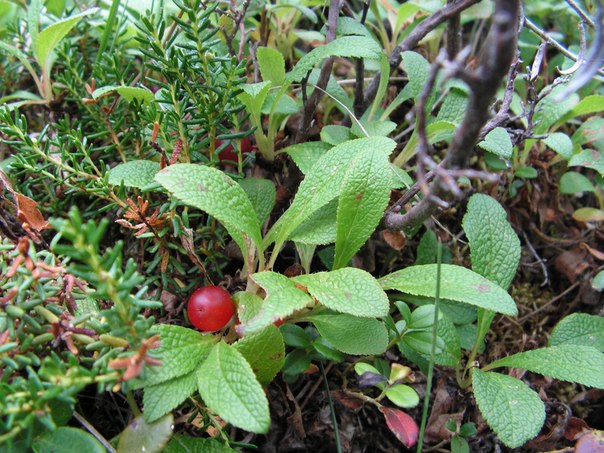 Красная ягода неизвестного происхождения. Фото 2.