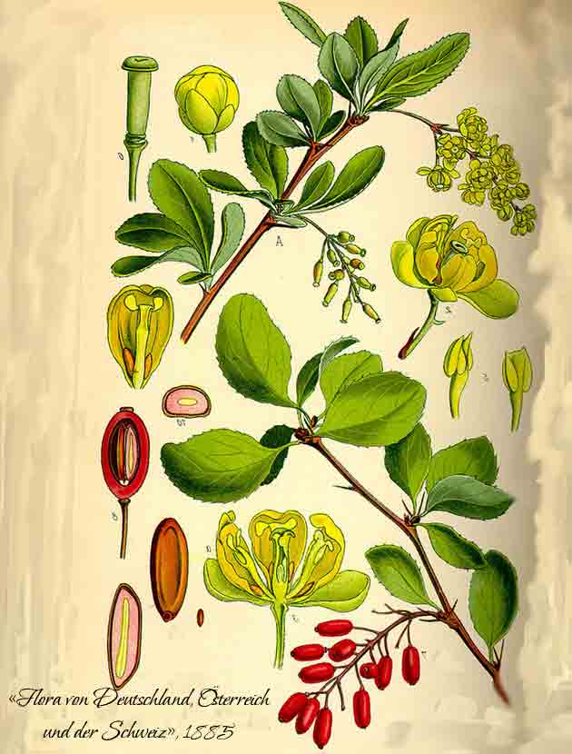 Ботаническое описание барбариса в книгах восемнадцатого века