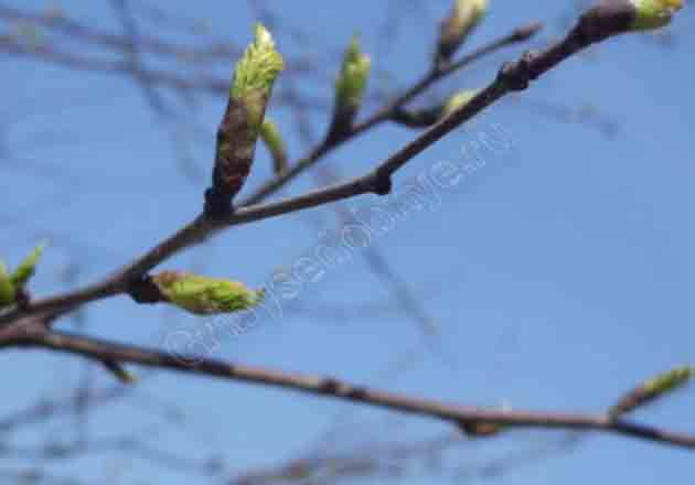 На фото набухшие берёзовые почки ранней весной