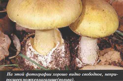 На этой фотографии хорошо видно свободное влагалище гриба