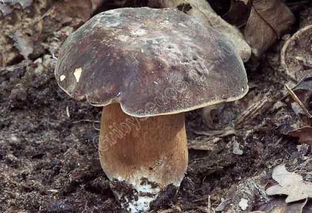 Фотография белого гриба тёмно-бронзовой формы