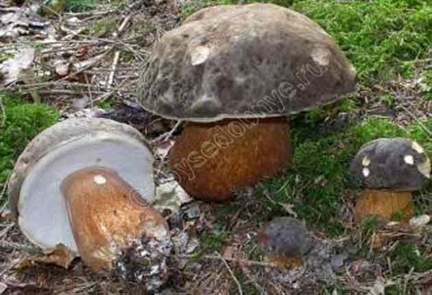 Фотография семейки белых грибов медного вида