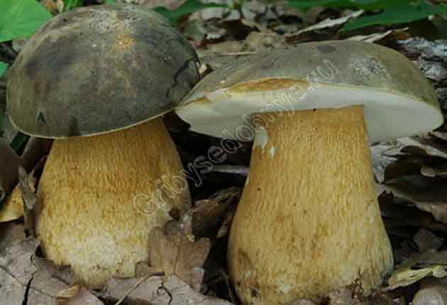 Такой расцветки шляпка у белого гриба тёмнообразной формы тоже довольно часто бывает
