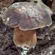 Белый гриб тёмнобронзовый, медный (boletus aereus)