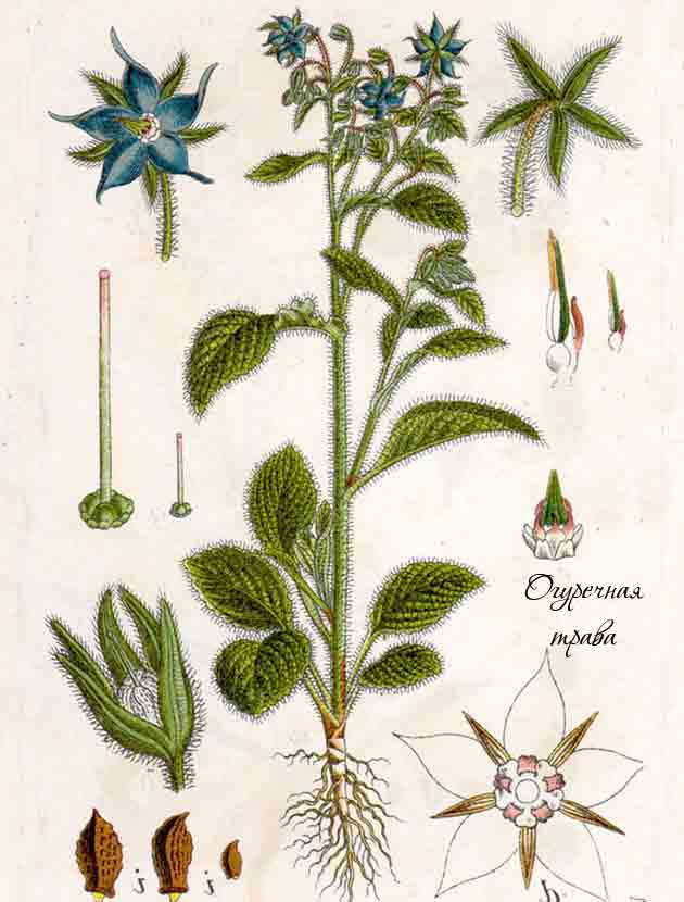 Ботаническое описание бораго в картинках