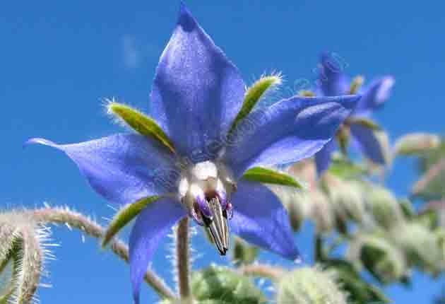 Цветок бораго на фоне голубого неба