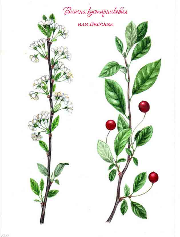 Картинка с изображением степной вишни