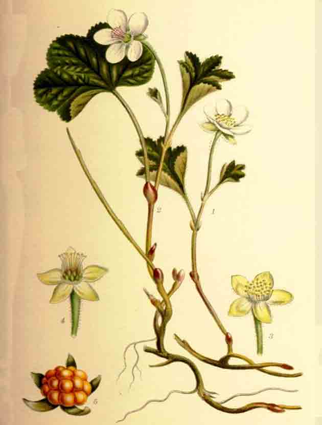 Картинка с ботаническим описанием морошки