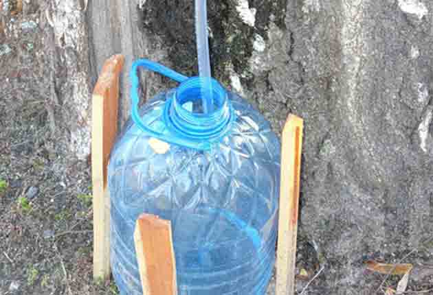 Канистры от питьевой воды, использующиеся для сбора берёзового сока