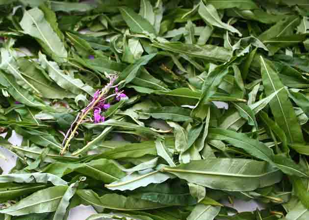 Подвяливаем и перебираем листья иван-чая