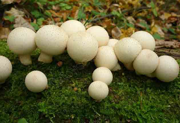 Дождевик грушевидный (Lycoperdon pyriforme) / Съедобные грибы, ягоды, травы